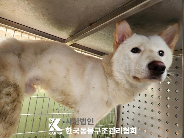 한국동물구조관리협회_411324202500253